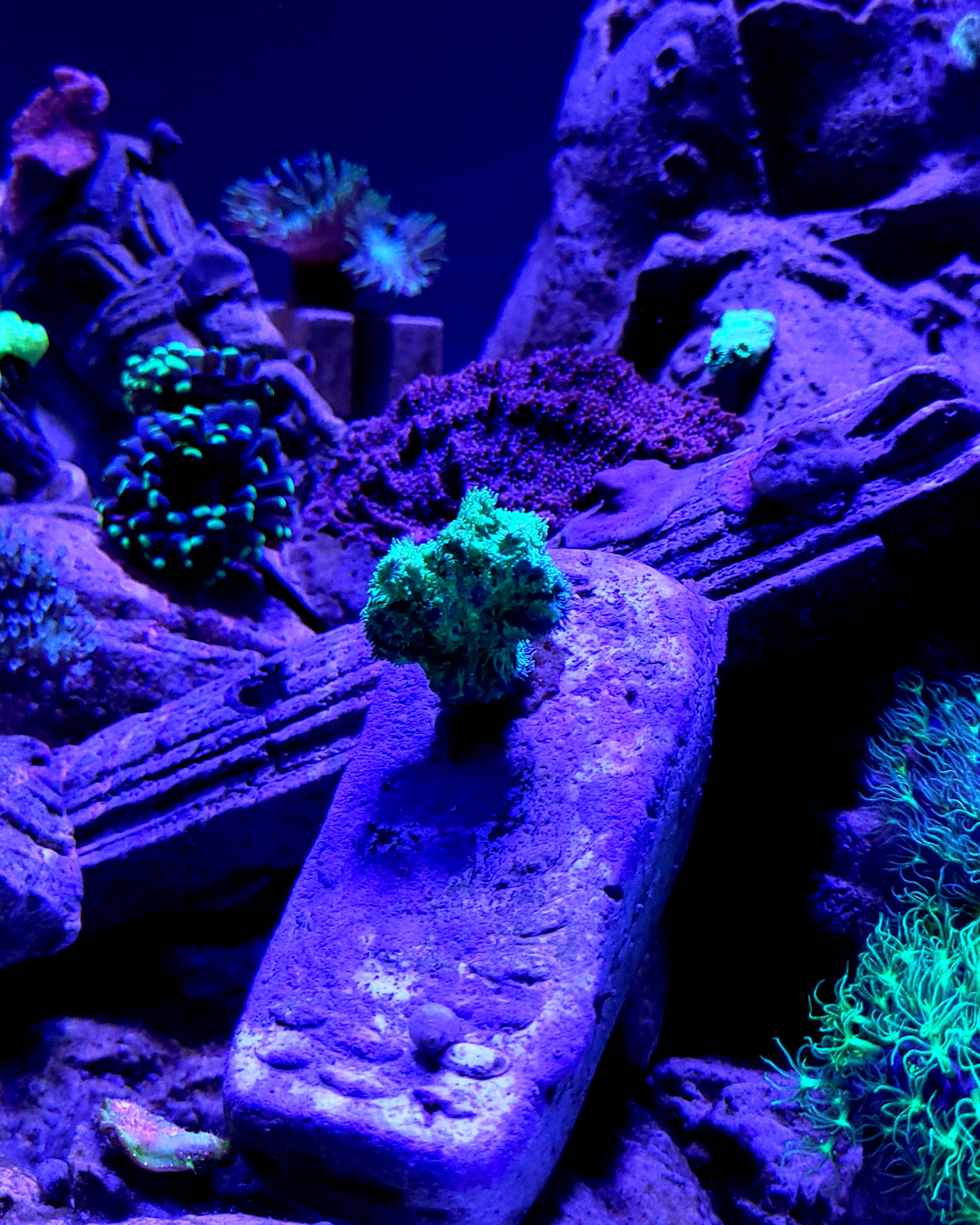 Michel Aniol Concrete Coral Culture Scotty Space