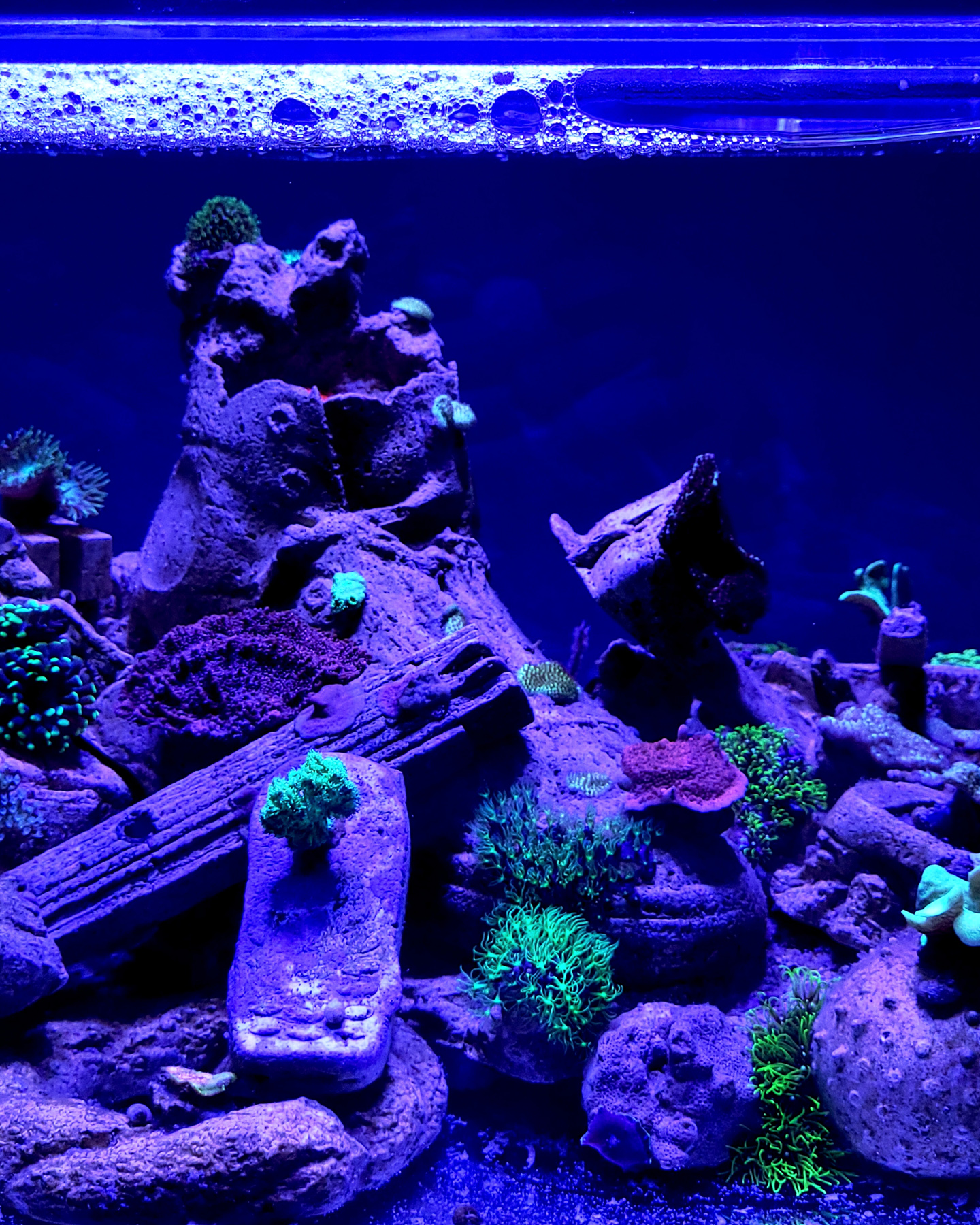 Michel Aniol Concrete Coral Culture Scotty Space