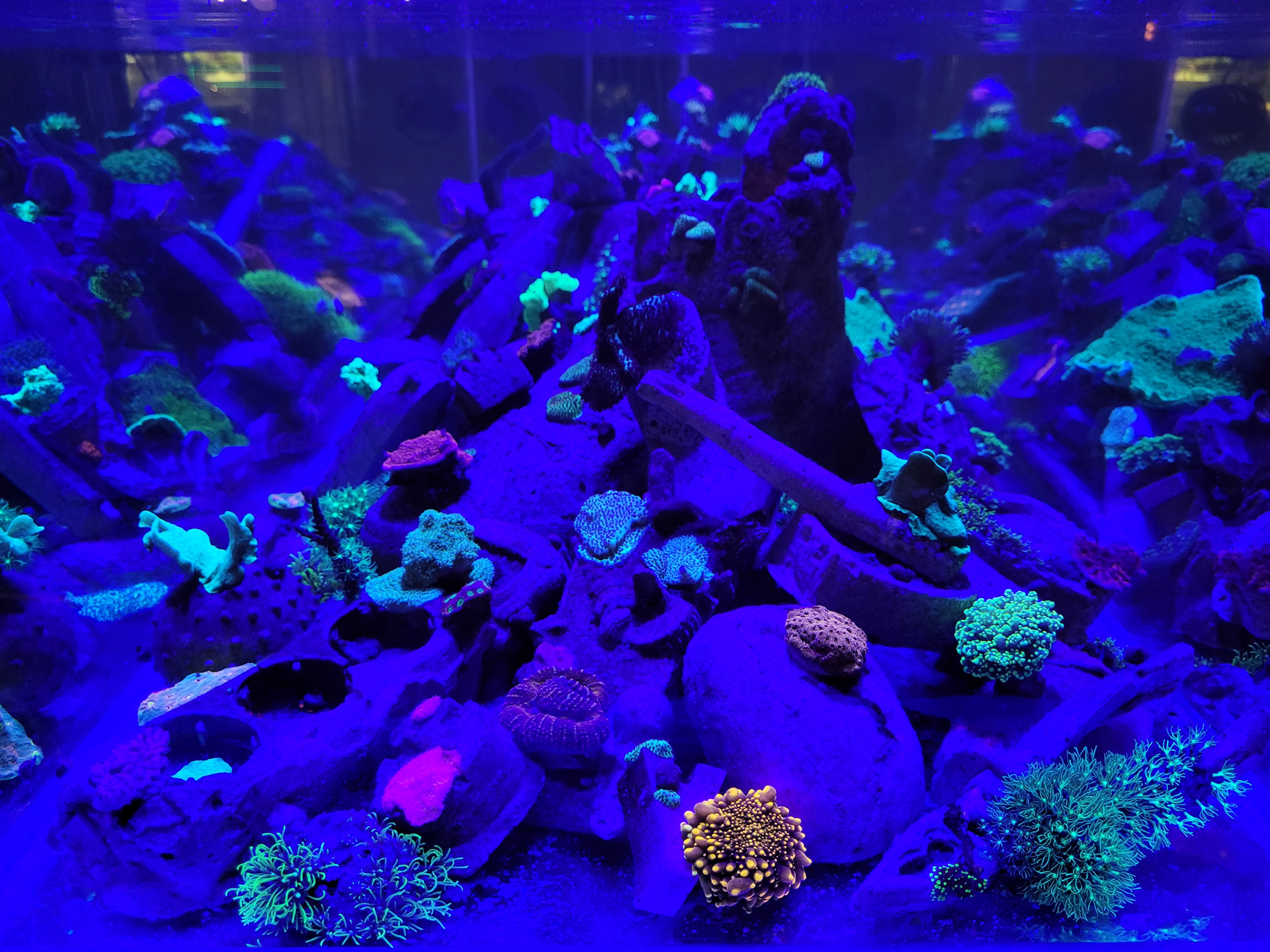 Michel Aniol Concrete Coral Culture Scotty Space